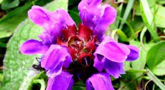 prunella