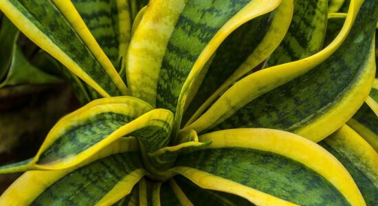 sansevieria