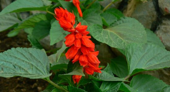 Splendens