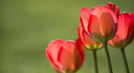 tulipani rossi