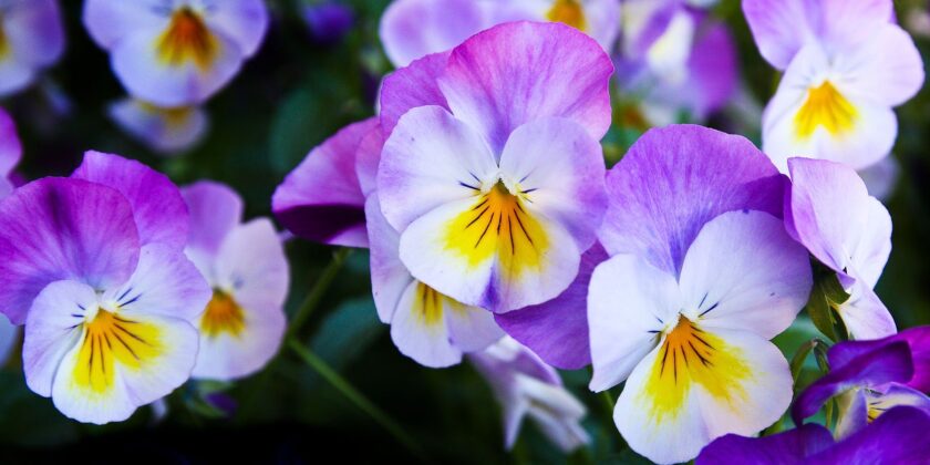 viole