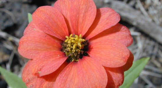 zinnia