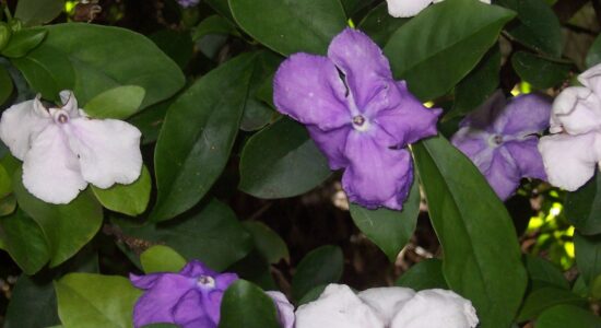 Brunfelsia