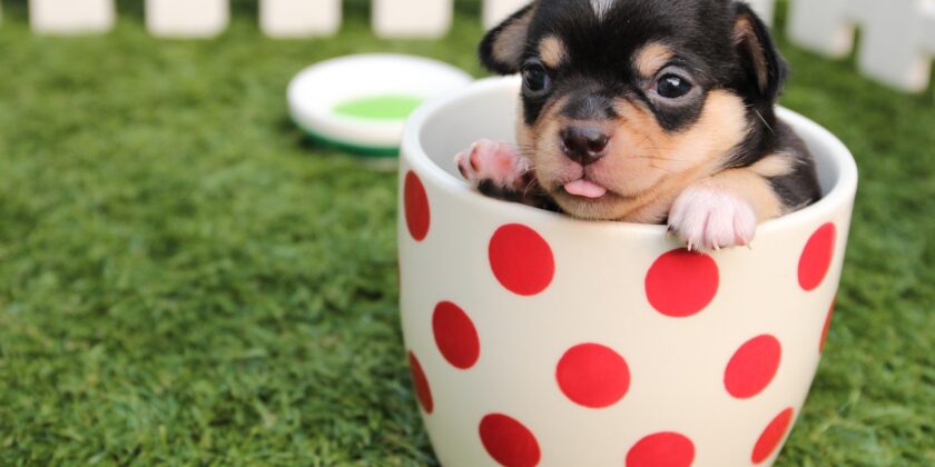 Chihuahua