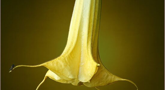 Datura