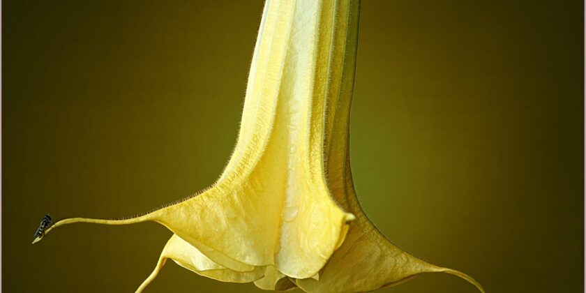 Datura