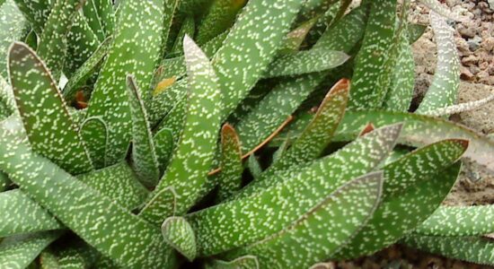 Gasteria