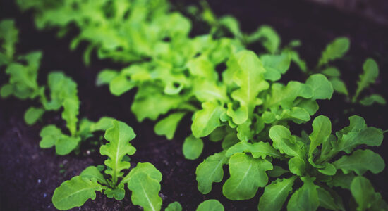 agricoltura