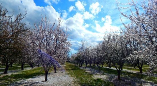 alberi