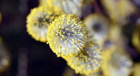 allergie