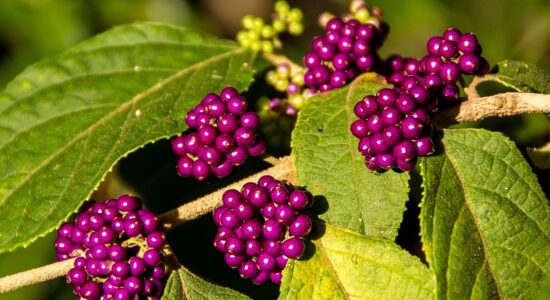 callicarpa