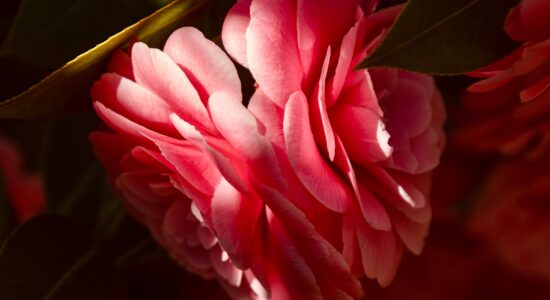camelia