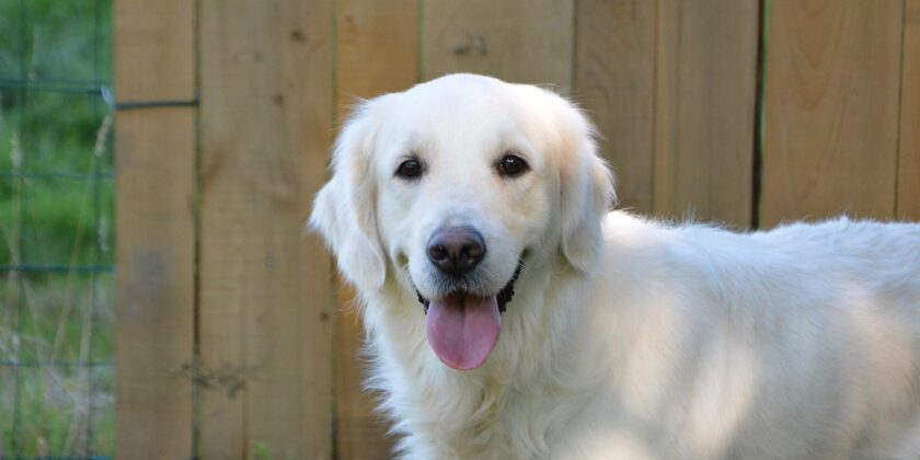cane