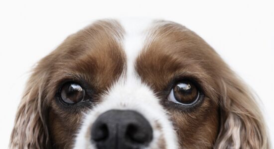 Cavalier King