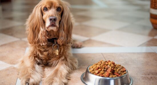 cibo-per-cani