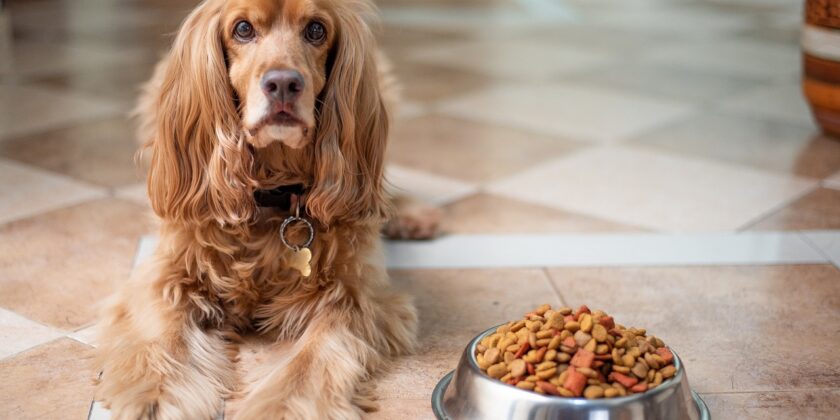 cibo-per-cani