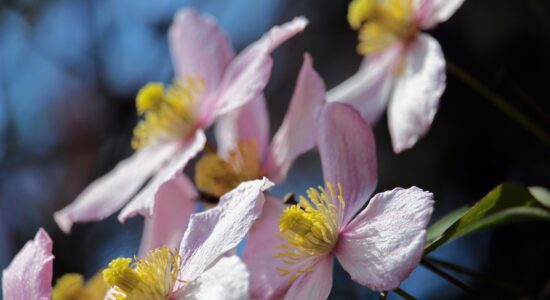 clematis