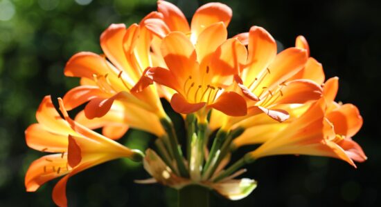 clivia