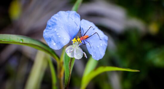 commelina