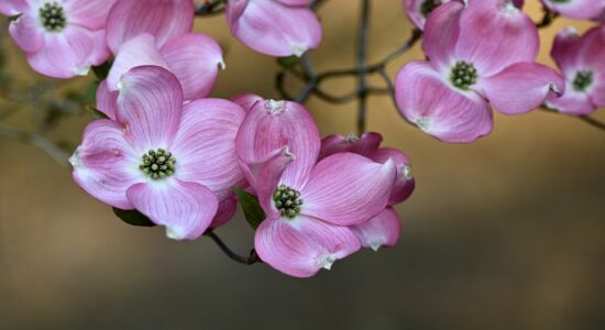 cornus florida