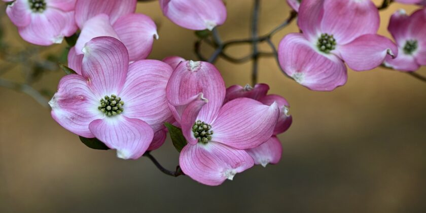 cornus florida