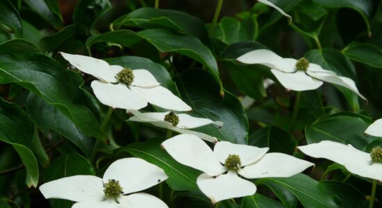 cornus kousa