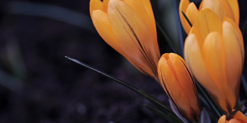 crocus