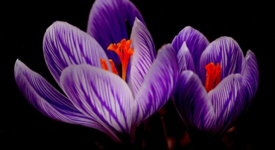 crocus
