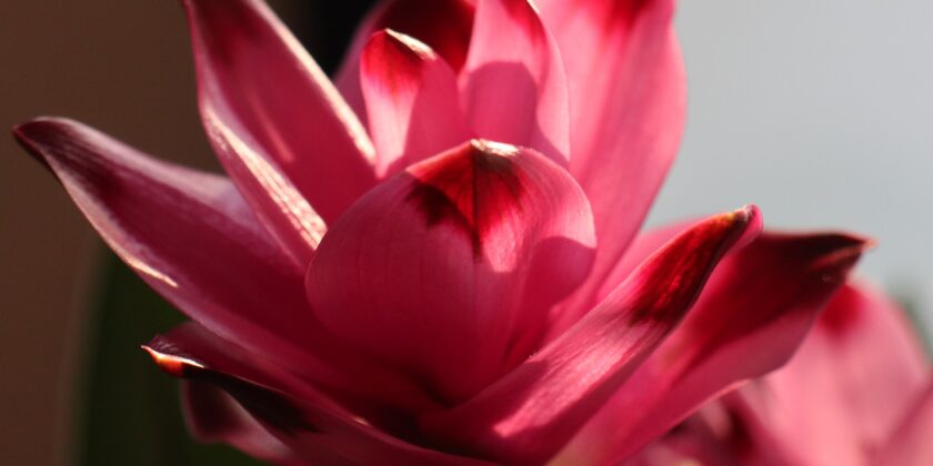 fiore della curcuma