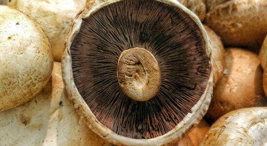 funghi