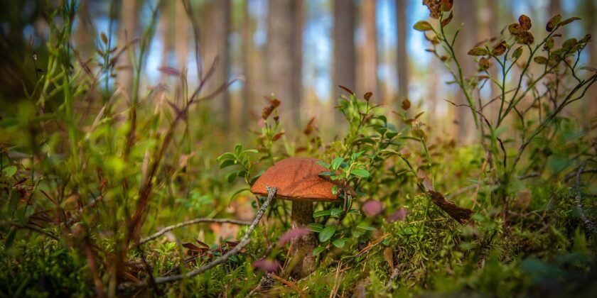 funghi porcini