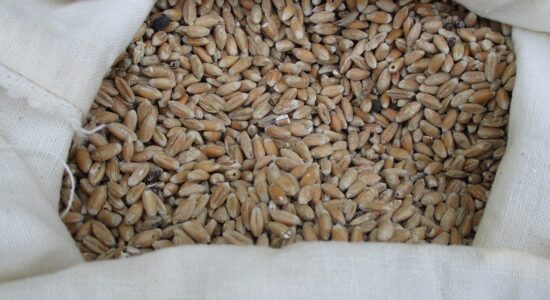 grano solina