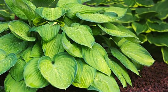 Hosta