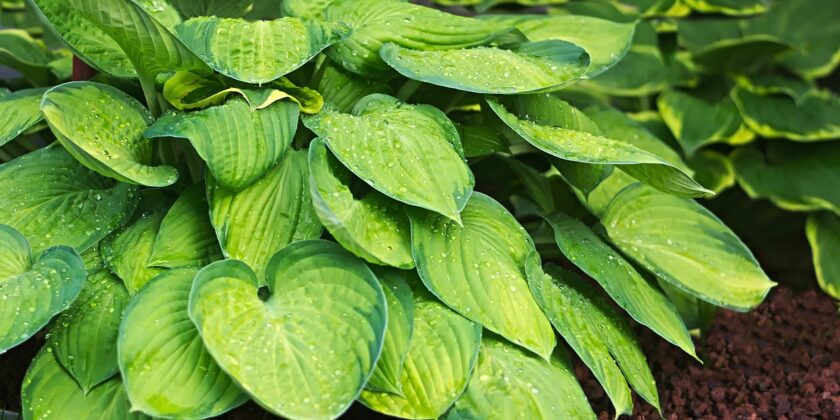 Hosta