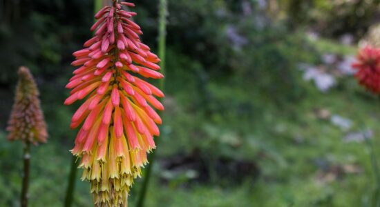 kniphofia tritoma