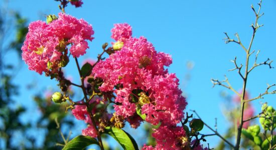 Lagerstromia