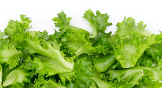 lattuga