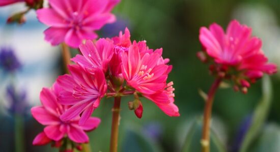 Lewisia cotyledon
