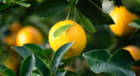 limoni