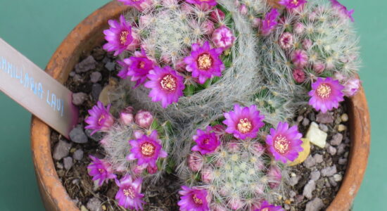 mammillaria pianta