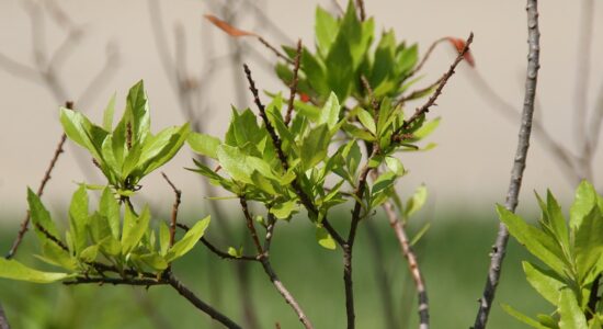 Myrica cerifera