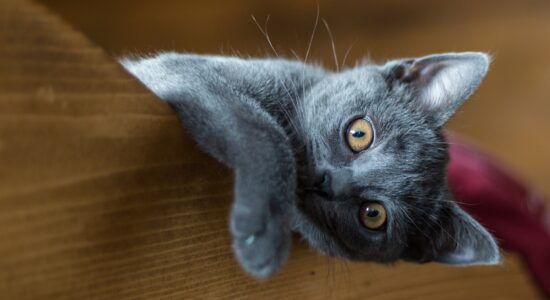 pelo gatto