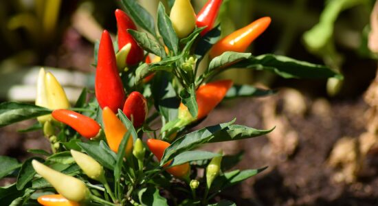 peperoncini frutto conservare