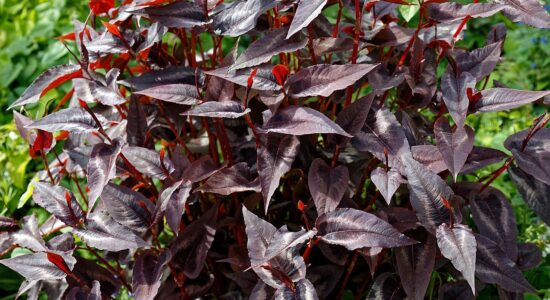 Persicaria Red Dragon