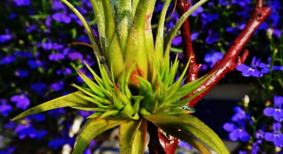 pianta di tillandsia