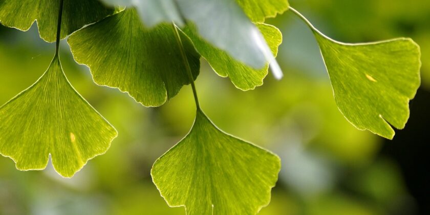 pianta del Ginkgo