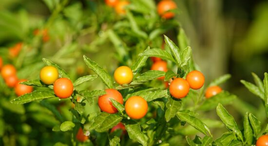 Pianta del solanum