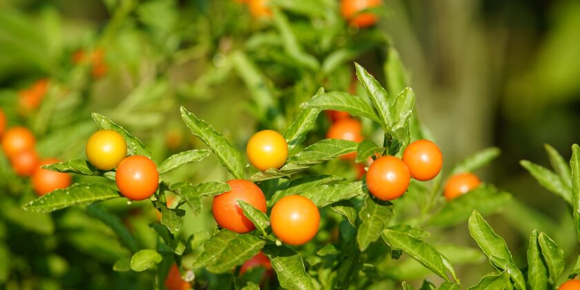 Pianta del solanum