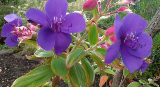 pianta della tibouchina