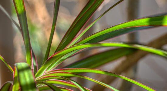 pianta dracena